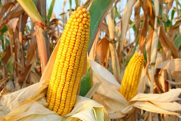 Mercado de milho reage no Brasil, mas spread entre oferta e demanda ainda limita negócios