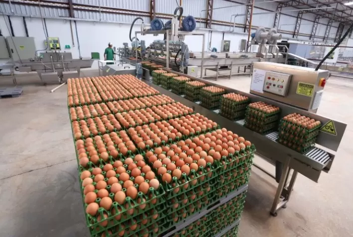 Crescimento das Vendas de Ovos na Primeira Quinzena de Junho Impulsiona Cotações
