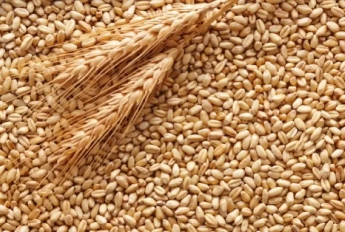 Mercado de Trigo em Alta na Entressafra