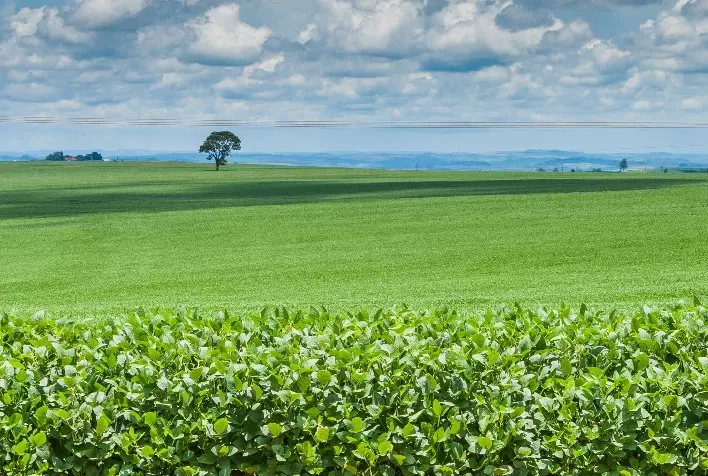Reunião de Pesquisa de Soja Destaca Impacto da Cadeia Produtiva e Biodiesel