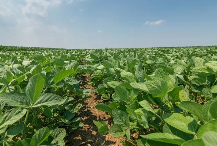 Técnica de Aplicação via Sulco de Plantio: Incremento na Rentabilidade Agrícola