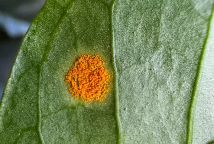 Rovensa Next Revoluciona o Controle de Doenças Agrícolas com Novos Biofungicidas