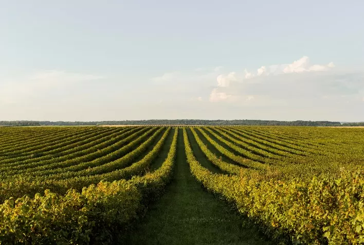 Uso de Defensivos Agrícolas no Brasil Aumenta 10,5% em 2023, Revela Pesquisa do Sindiveg