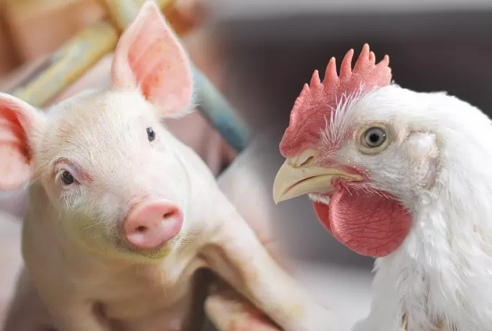 Ácidos Orgânicos na Água de Bebida: Estratégia para Melhorar a Produtividade em Monogástricos