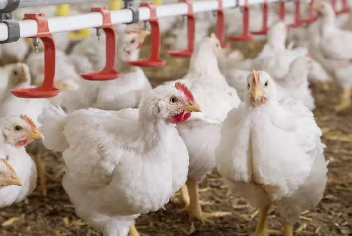 Mercado de Frango Brasileiro Pode Ter Reajustes com Oferta Adequada