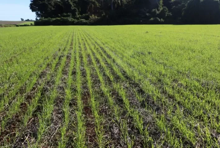Chuvas Intensas Dificultam Semeadura de Trigo na Região Sul
