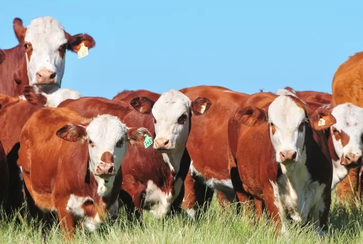 Instituto Desenvolve Pecuária Investe na Criação Bovina: Inovação e Aprendizado Contínuo