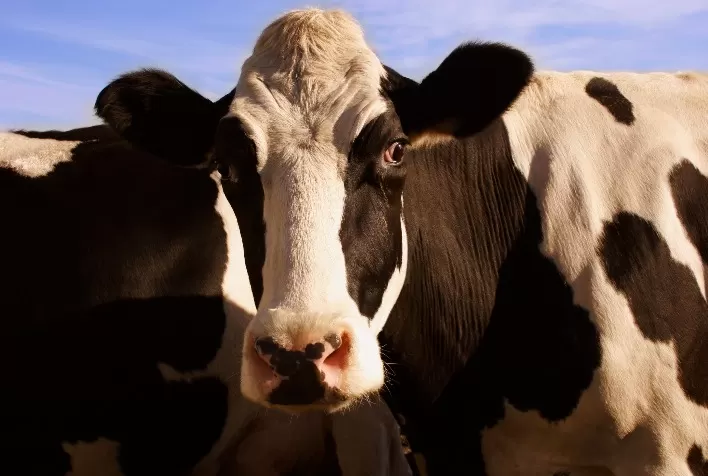 Cargill Lança NutronMilk Fábricas: Inovação para a Nutrição de Vacas em Lactação