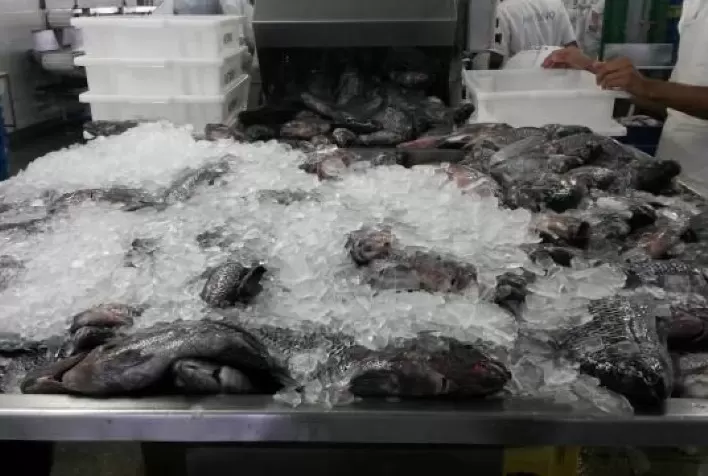 Paraná Lidera Produção de Pescado com Nova Pesquisa Sobre Áreas Viáveis para Aquicultura