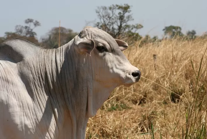 Subprodutos se tornam alternativa viável para a nutrição bovina em tempos de alta dos insumos