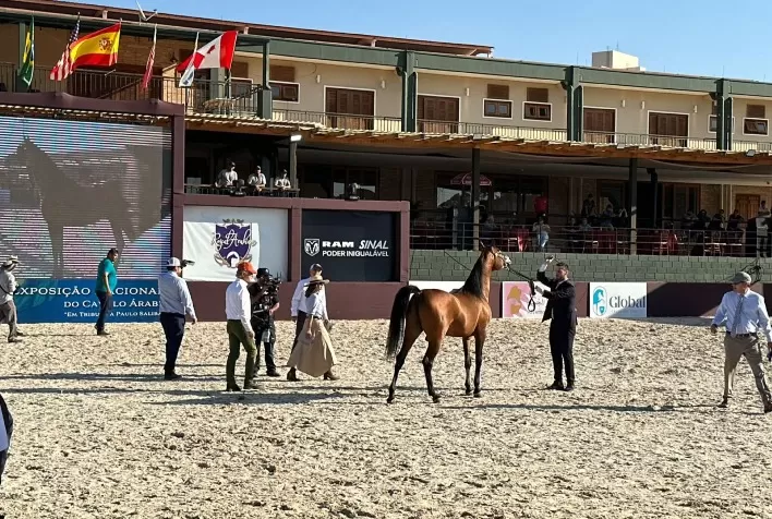 Grande Exposição de Cavalos Árabes Promete Lazer e Diversão na Região de Campinas
