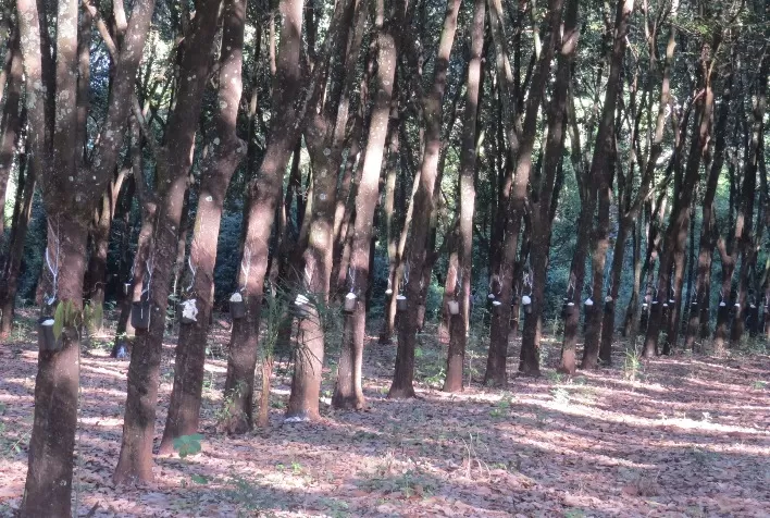 Índice de Preço de Importação da Borracha Natural: Produtores Brasileiros em Busca de Competitividade Global