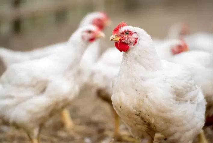 Mercado de Frango Vivo no Brasil: Variações Regionais e Alta nas Cotações do Atacado