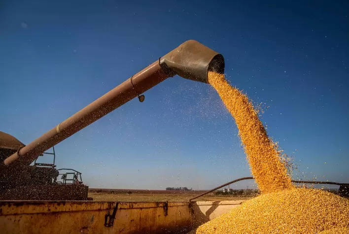Mato Grosso Avança na Colheita da Safra de Milho de Inverno 2023/24