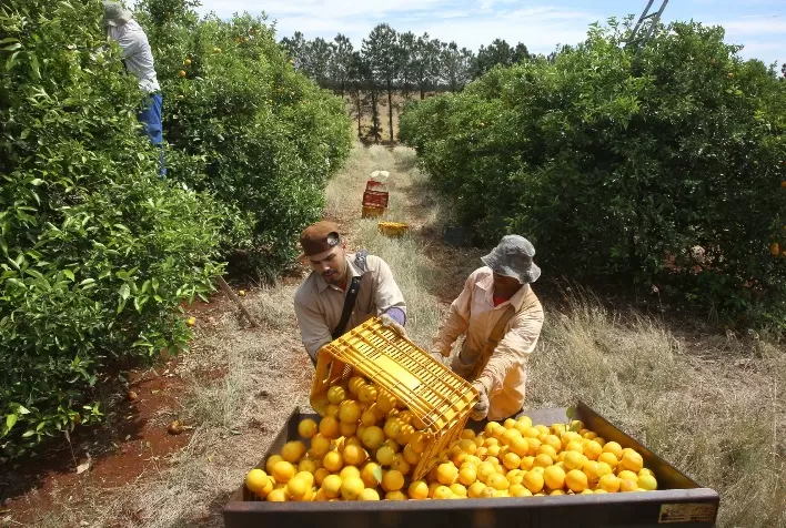 Paraná Prorroga Emergência Fitossanitária para Combate ao Greening