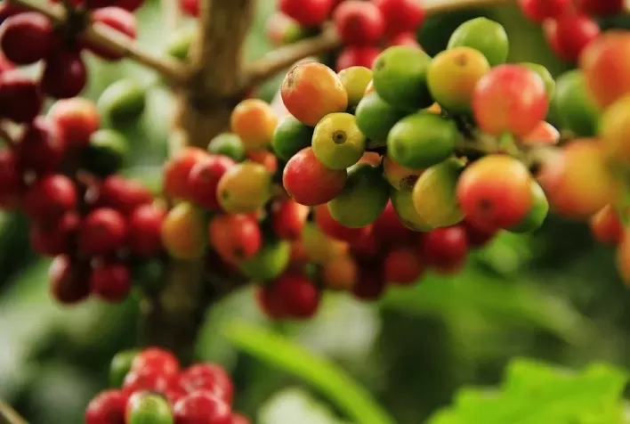 Mercado de Café: Safra Brasileira Impacta Preços em Nova York e Londres