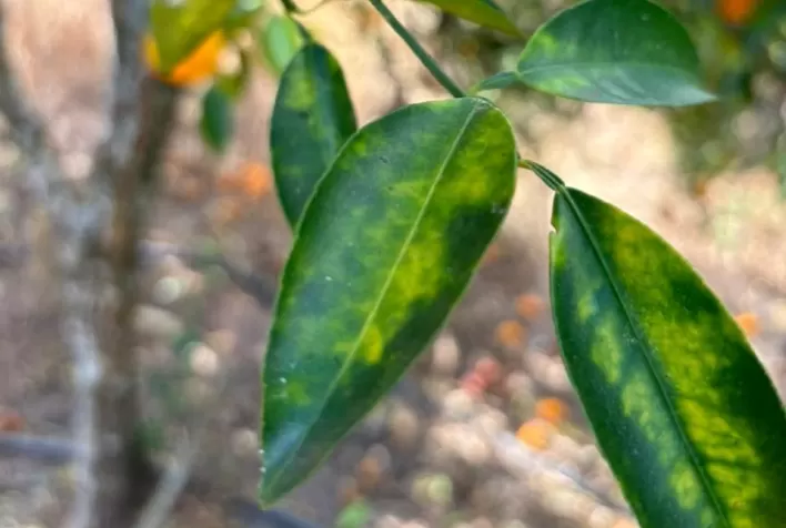 Agrodefesa realiza medidas para controle de HLB em Goiás, após identificar dois focos no Estado