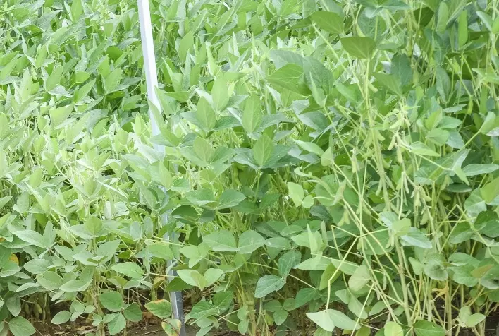 Comercialização da produção requer atenção dos produtores no âmbito da segurança jurídica