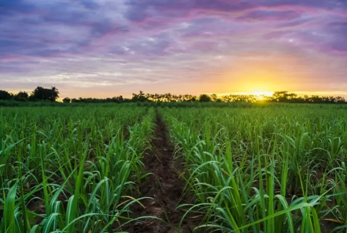 La Niña Aumenta Risco de Plantas Daninhas nos Canaviais Brasileiros
