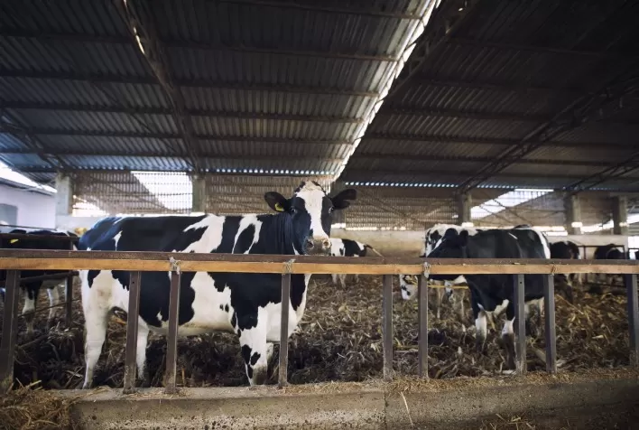 Pecuária Leiteira Lidera como Pilar da Agricultura Familiar em Mato Grosso