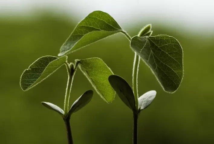 Bioinsumos na Vanguarda da Agricultura Sustentável Brasileira