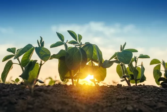 UFLA Desenvolve Tecnologia Avançada para Medir Estado Nutricional das Plantas no Campo
