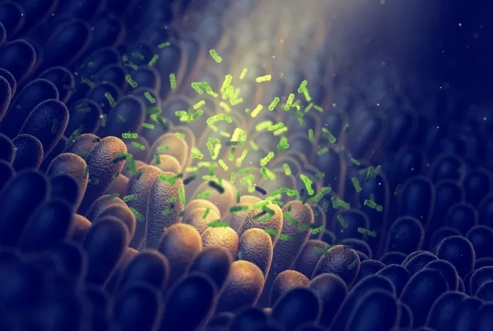 Probióticos na Agricultura: Como Podem Revolucionar a Saúde e Produtividade Animal