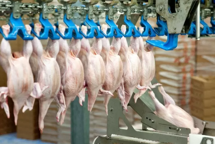 Análise do Mercado de Frango em Julho de 2024 pelo Radar Agro