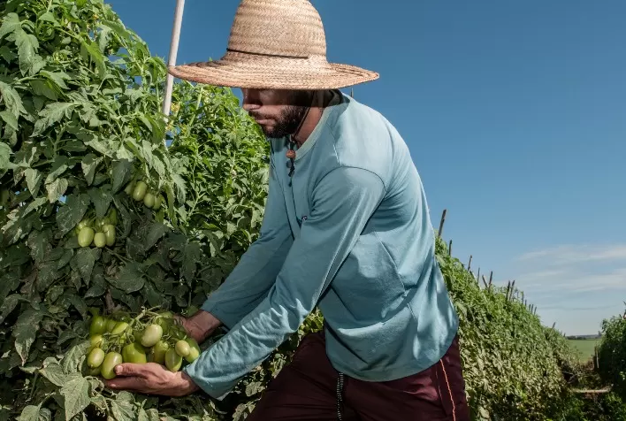 Líder na produção de tomate, Goiás deve crescer 36,6% na atual safra
