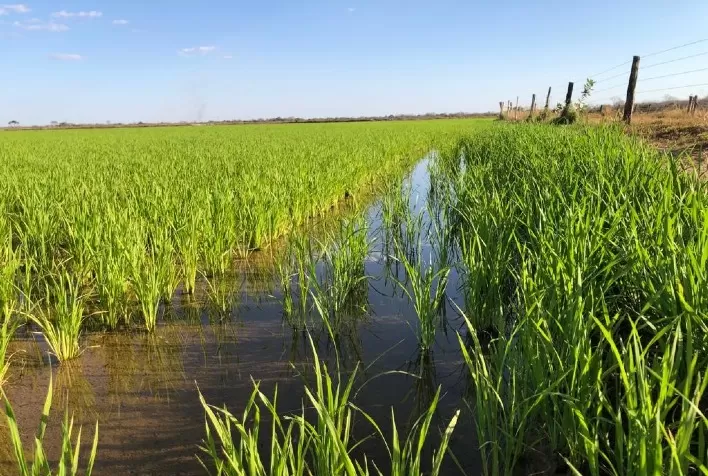 Goiás Registra Crescimento Significativo na Área Plantada de Arroz