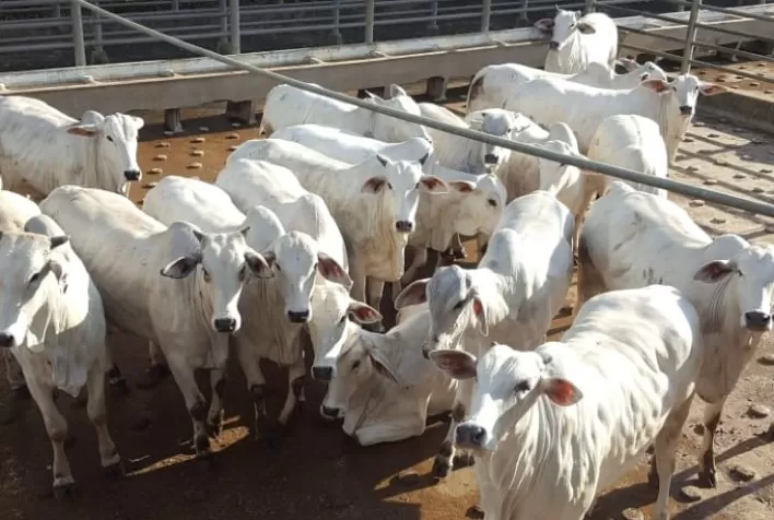 Colatina (ES) Sedia a Terceira Etapa Nacional da 26ª Edição do Circuito Nelore de Qualidade