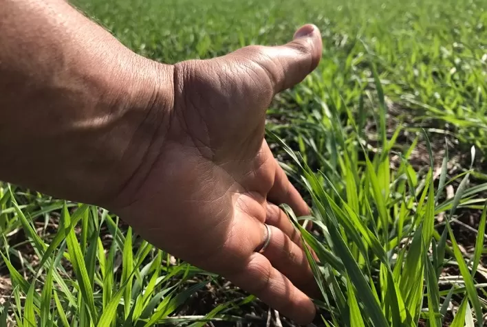 Mercado de Trigo no Brasil Enfrenta Incertezas com Plantio no Foco