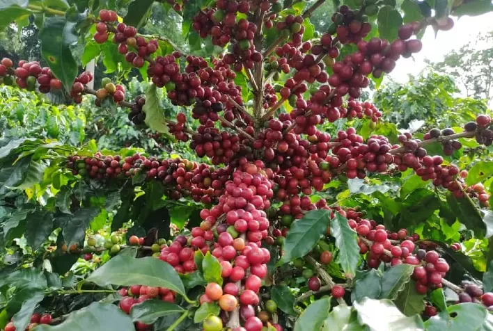 CNA e Faemg Lançam Concurso de Cafés Diferenciados