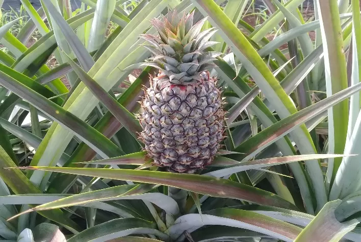 Abacaxi Orgânico: A Nova Oportunidade para Produtores do Norte Pioneiro