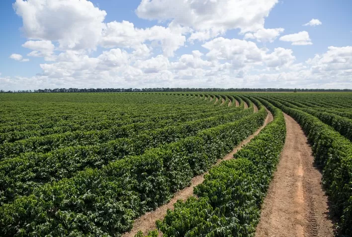 Micronutrientes Elevam Produção de Café em Safra Favorável