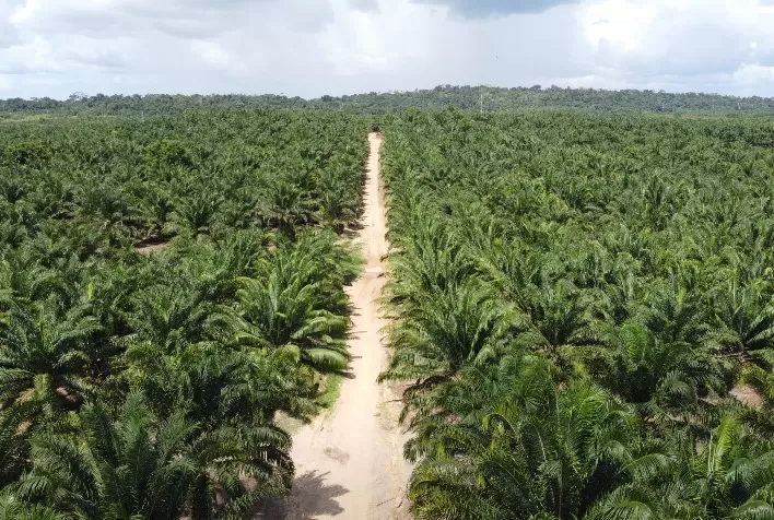 Recuperação de Áreas Degradadas: Um Passo Crucial no Combate às Mudanças Climáticas