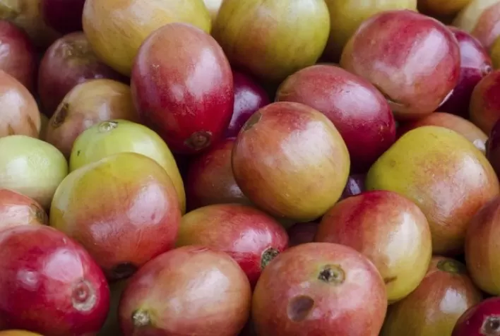 Café Arábica e Robusta Registram Leves Altas em Nova York e Londres