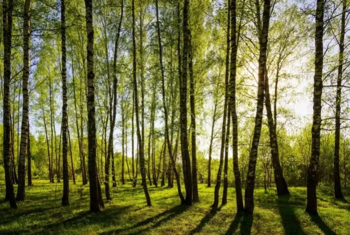 Fertilizantes: Aliados Essenciais na Proteção das Florestas