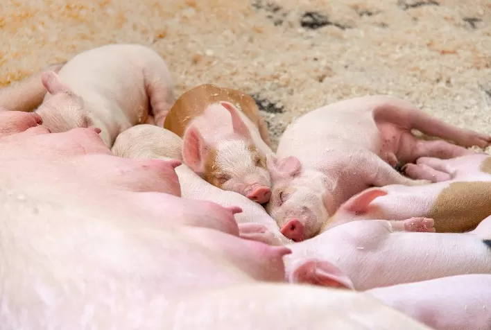 Alimentação de Precisão em Matrizes Suínas: Um Caminho para a Sustentabilidade na Suinocultura