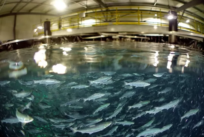 JBS Aloca R$ 400 Milhões para Expansão da Produção de Salmão na Austrália