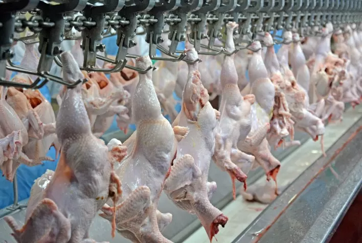 Embrapa Publica Documento Científico sobre Modernização da Inspeção Sanitária em Abatedouros de Frango