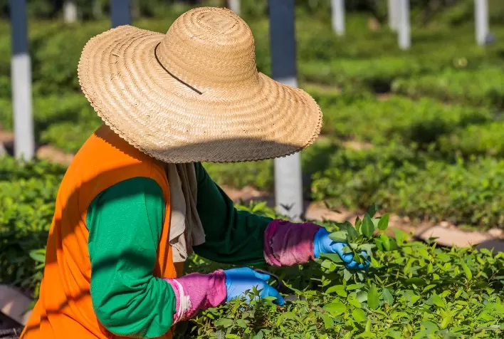 Dificuldades no Setor de Viveiros Ameaçam Compromisso do Brasil com o Acordo de Paris