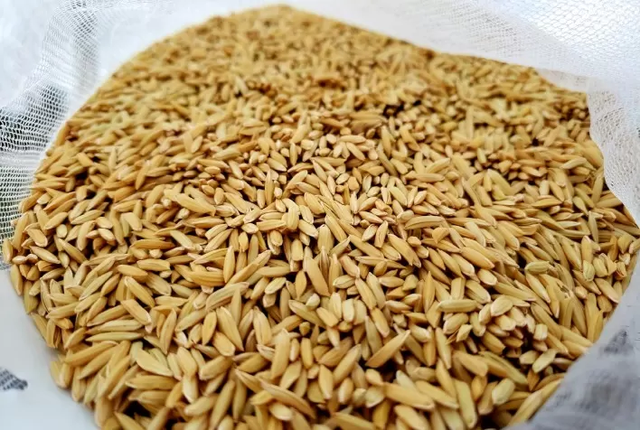 Mercado de Arroz: Estabilidade de Preços e Expectativas de Demanda