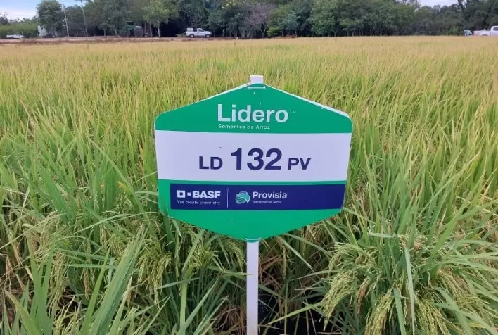 BASF Inova com Novas Tecnologias para Combater Resistência a Herbicidas em Lavouras de Arroz
