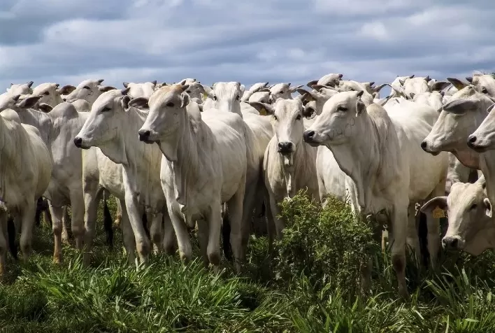 Pecuária: Cepea amplia coleta de dados com a parceria de “Agregadores de Negócios”