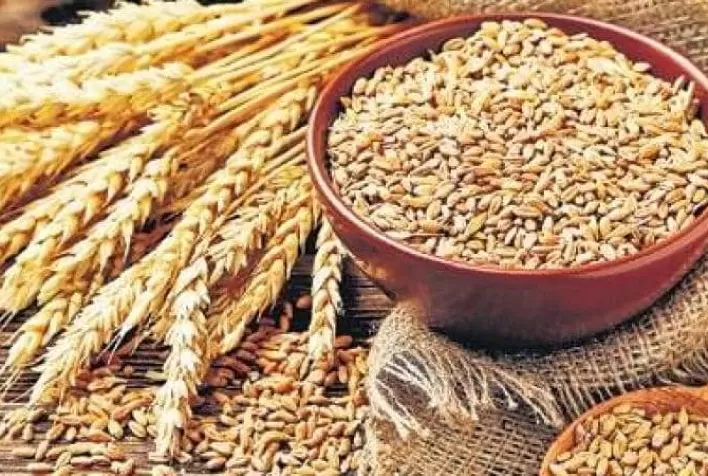 Mercado de Trigo no Brasil Mantém Demanda Alta Apesar de Preocupações Climáticas