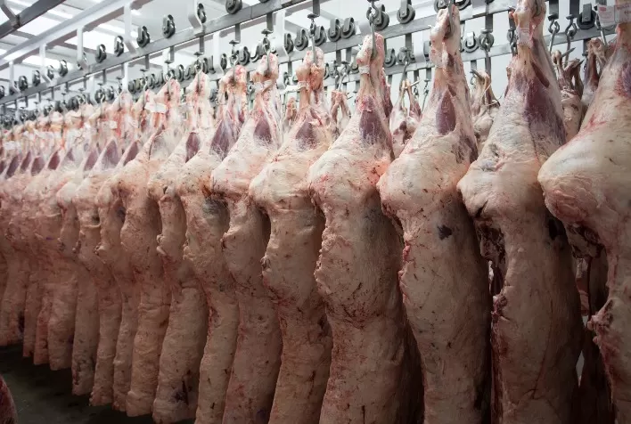 MFG Agropecuária Registra Recorde de Abates e Projeta Fechar o Ano com 350 Mil Cabeças