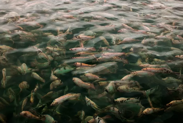 Fider Pescados Explora Futuro da Produção de Peixes no SIAVS