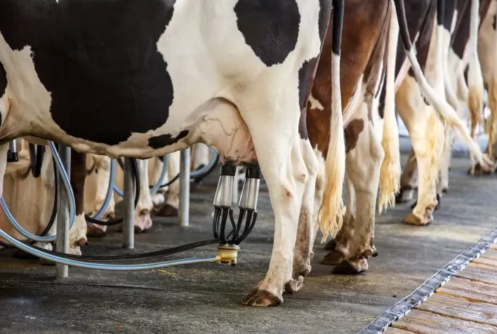 Revolução na Nutrição de Gado Leiteiro: O Impacto dos Aminoácidos