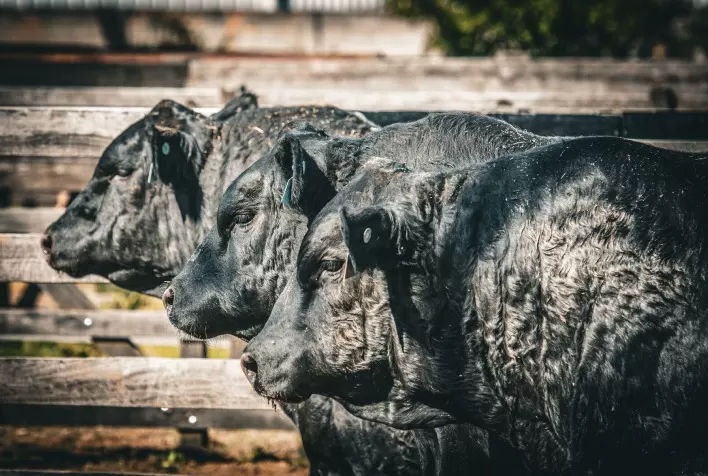 Primeira Fenagen Reúne 145 Animais de Elite em Pelotas